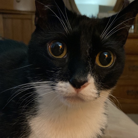 Meet your Posher, Meg - Picture 6 of 6